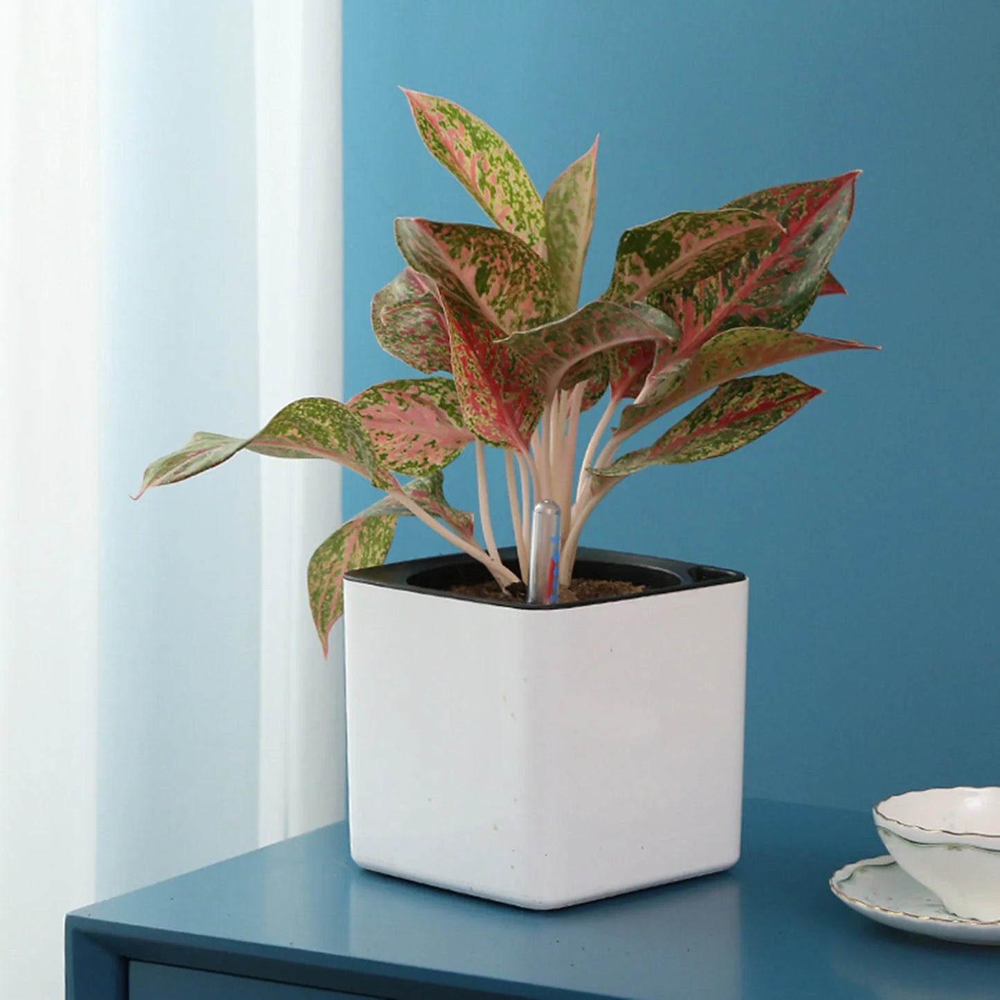 Self-Watering Pot